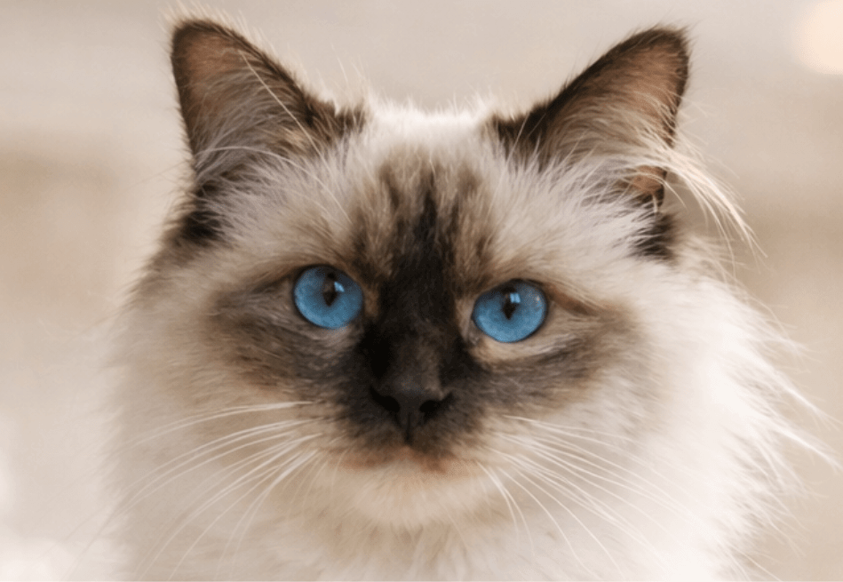 Heilige Birmaan Cattery Groningen