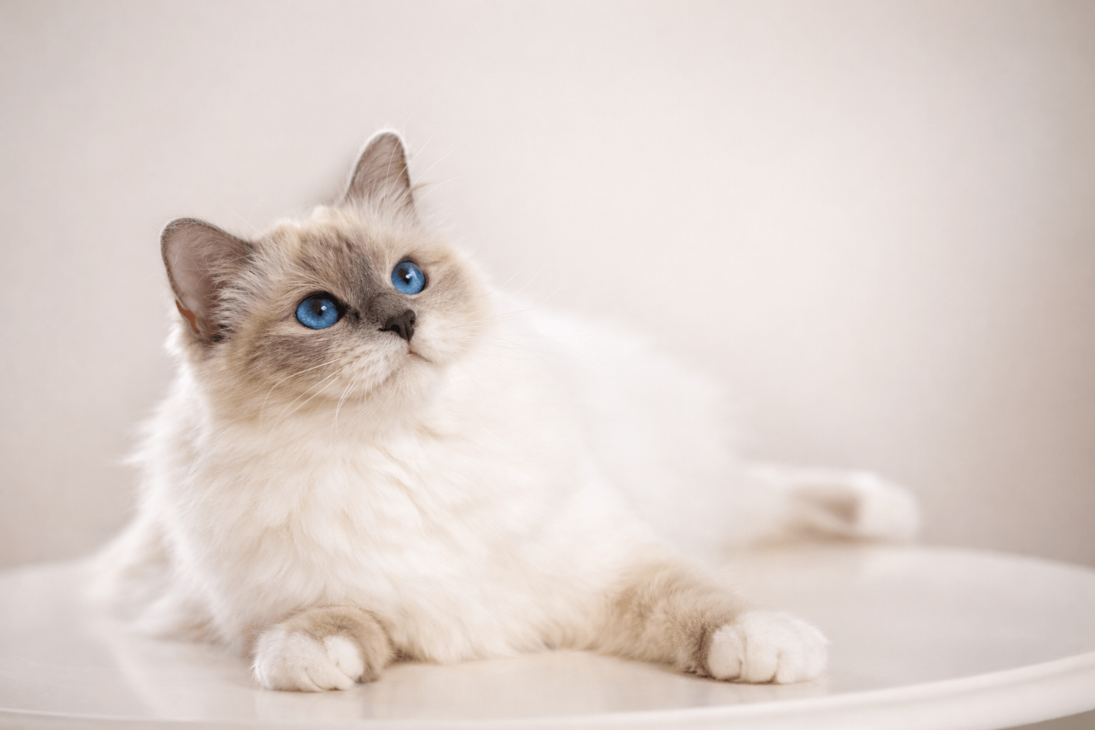Heilige Birmaan Cattery Utrecht