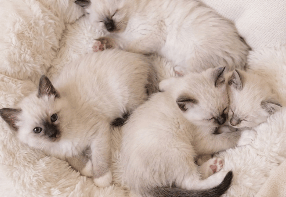Nestje heilige birmaan kittens