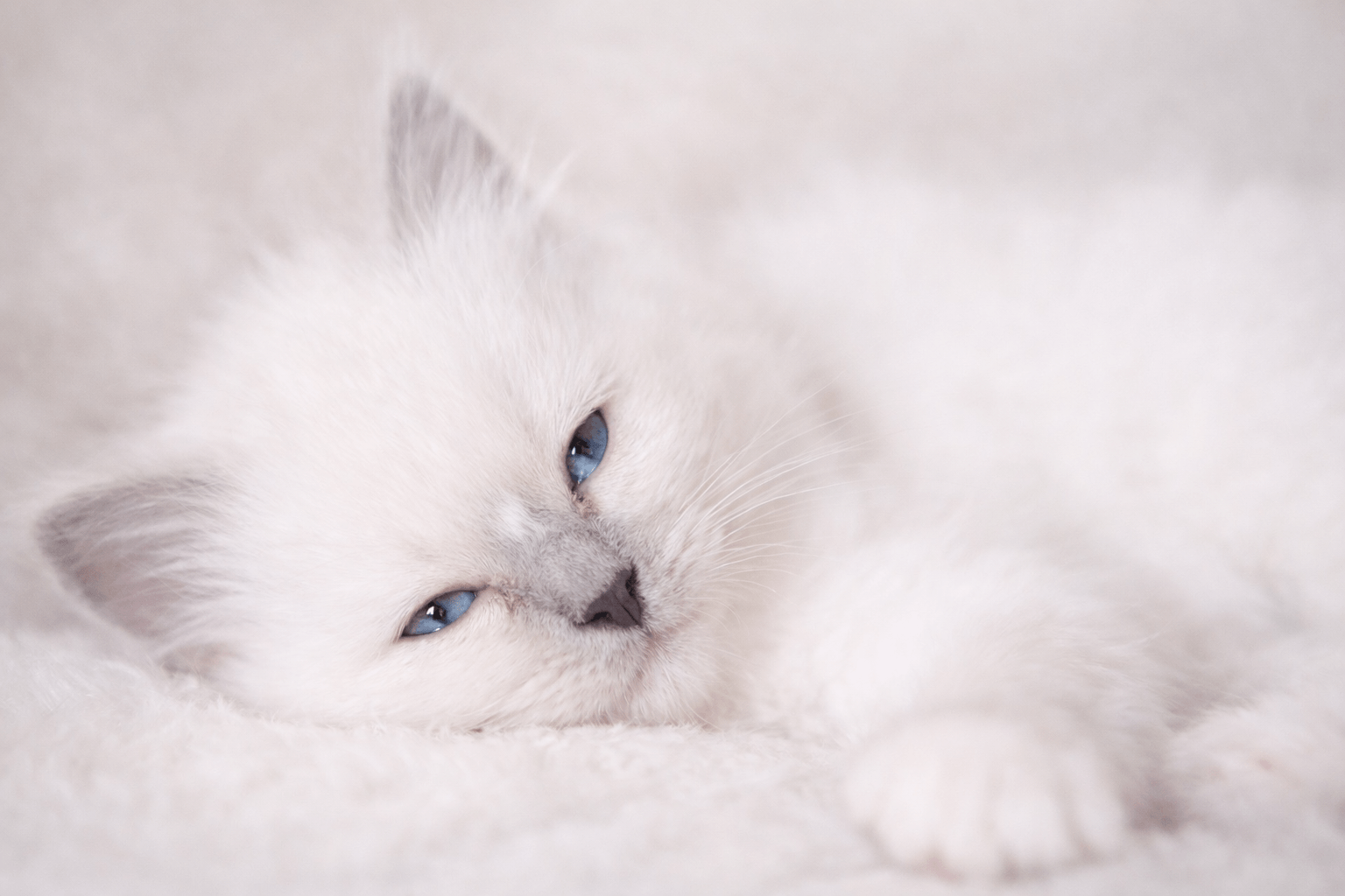 heilige birmaan cattery nederland